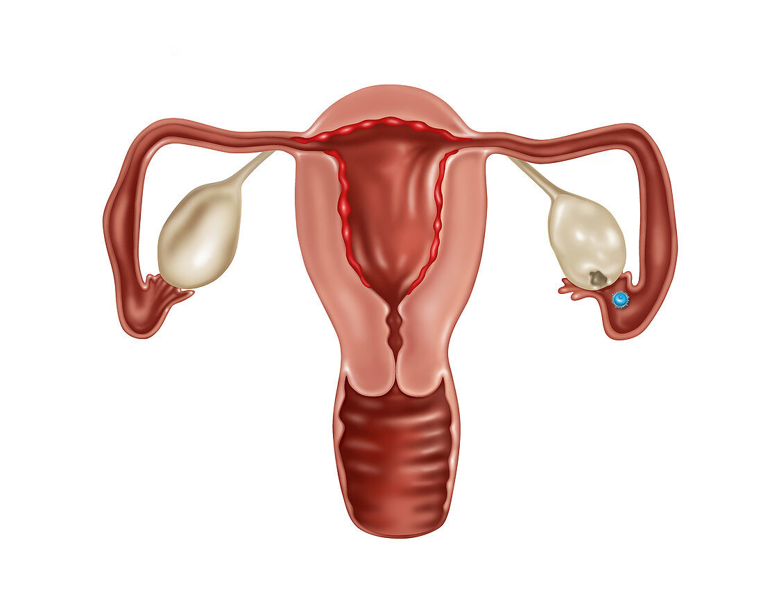 Uterus,Egg Release,Illustration