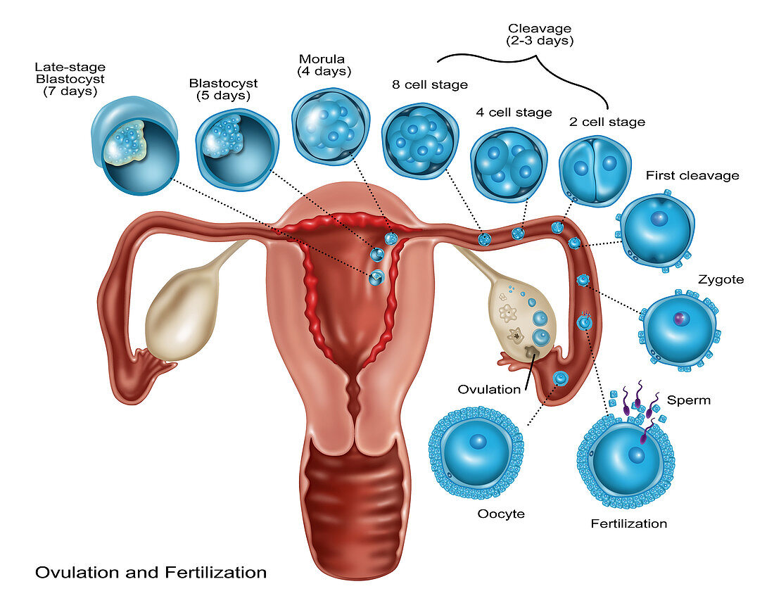 Ovulation and Fertilization,Illustration