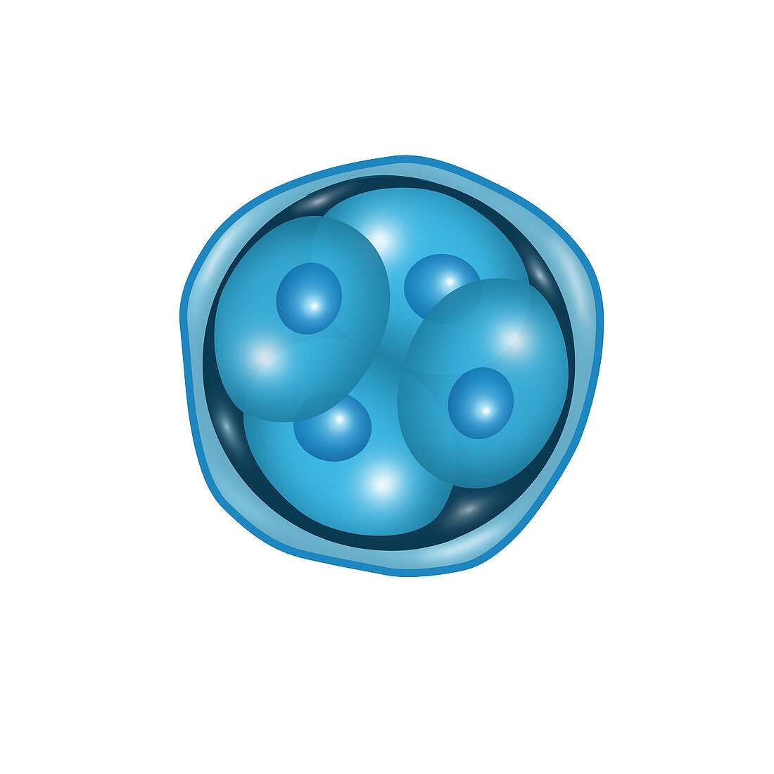 Embryogenesis,4-Cell Stage,Illustration