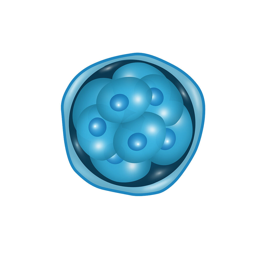Embryogenesis,8-Cell Stage,Illustration