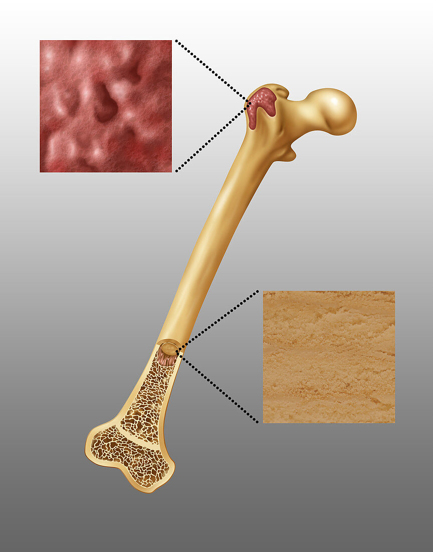 Bone Marrow,Illustration