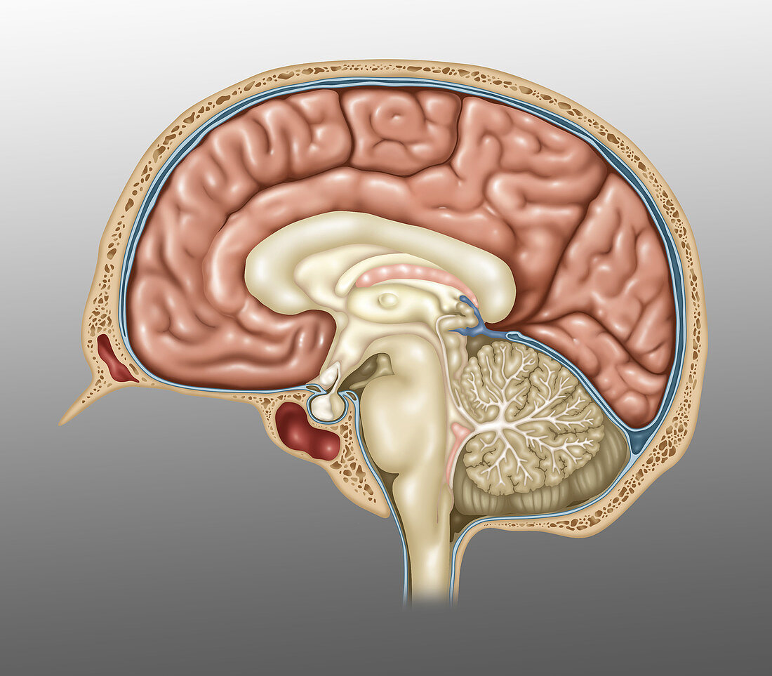 Anatomy of the Brain,Illustration