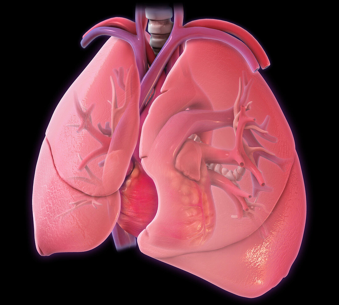 Heart and Lungs,Illustration