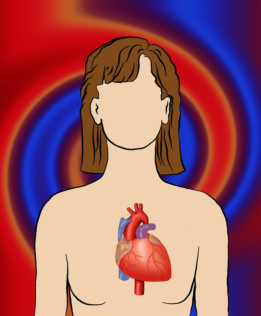 Position of the heart,illustration