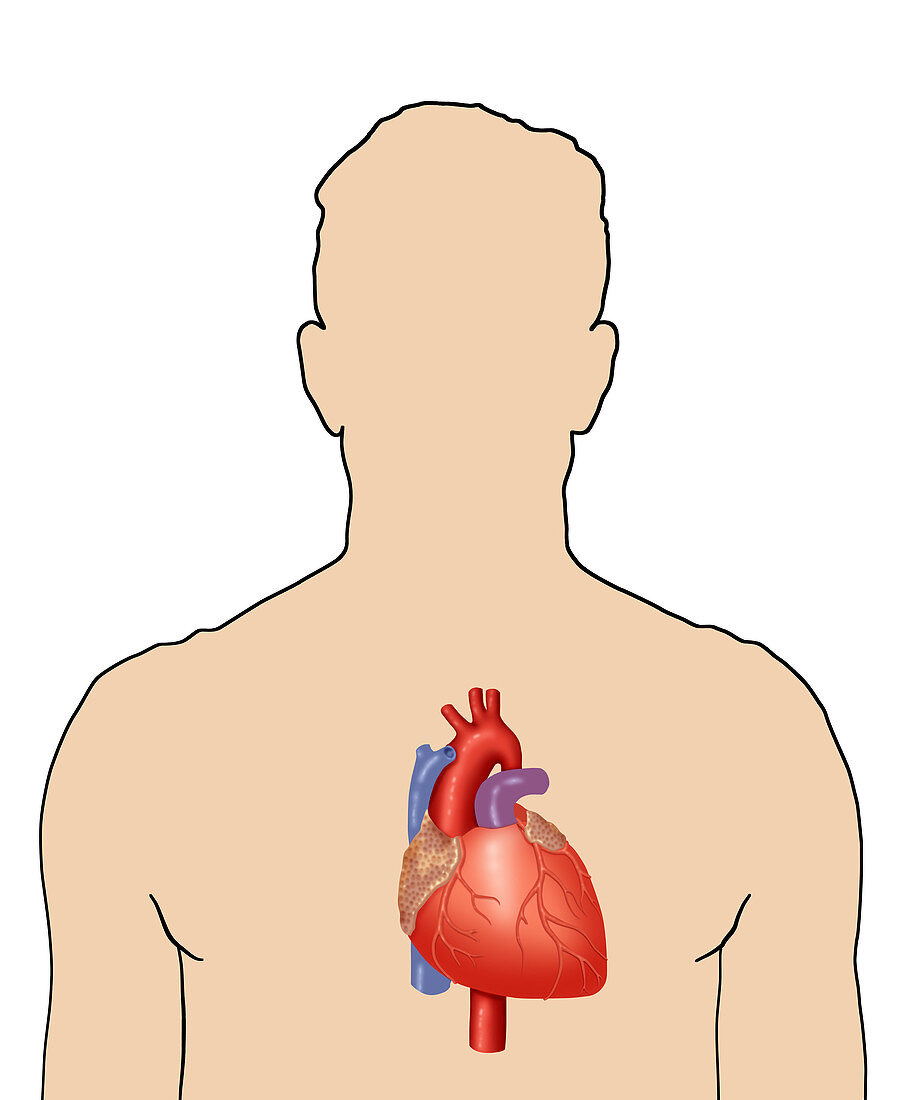 Position of the heart,illustration
