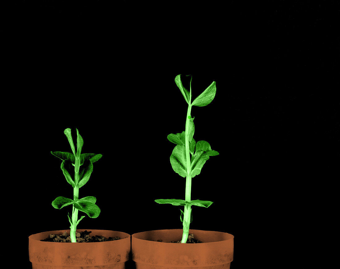 Pea Plants Grown with Gibberellic Acid