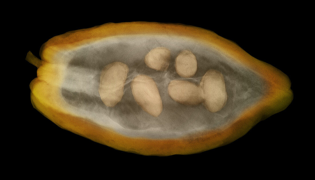 Cocoa Pod,X-ray