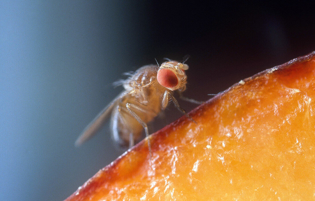 Drosophila on Fruit