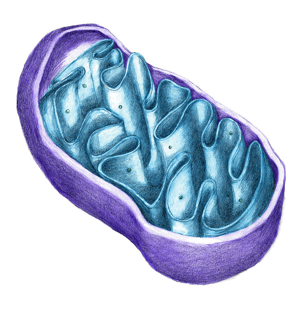 Mitochondria,illustration