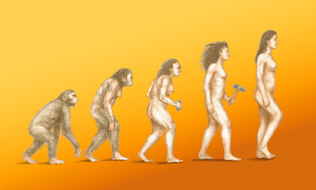 Human Evolution,illustration