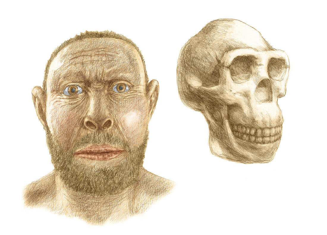 Homo erectus,illustration