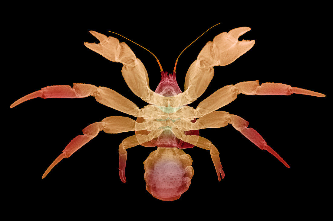 X-Ray of Coconut Crab