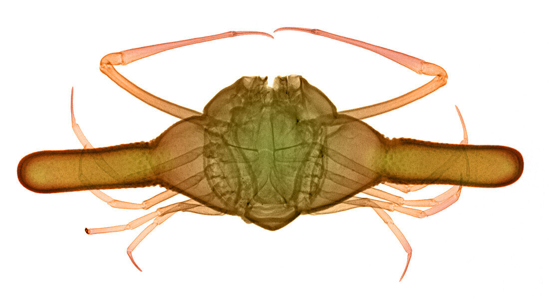 X-ray of Deep Water Crab