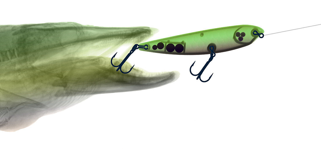 X-ray of Muskie & Lure