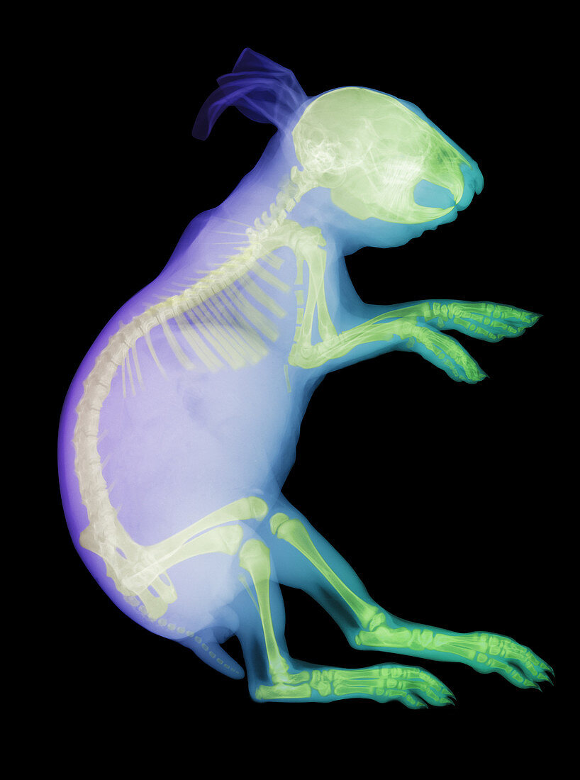 X-ray of a Rabbit
