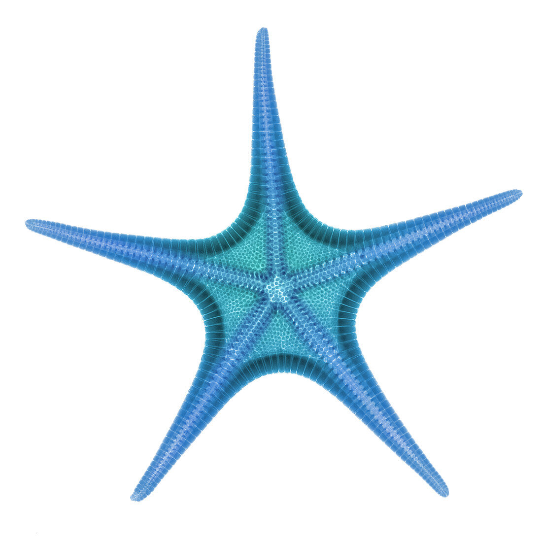 X-ray of Starfish