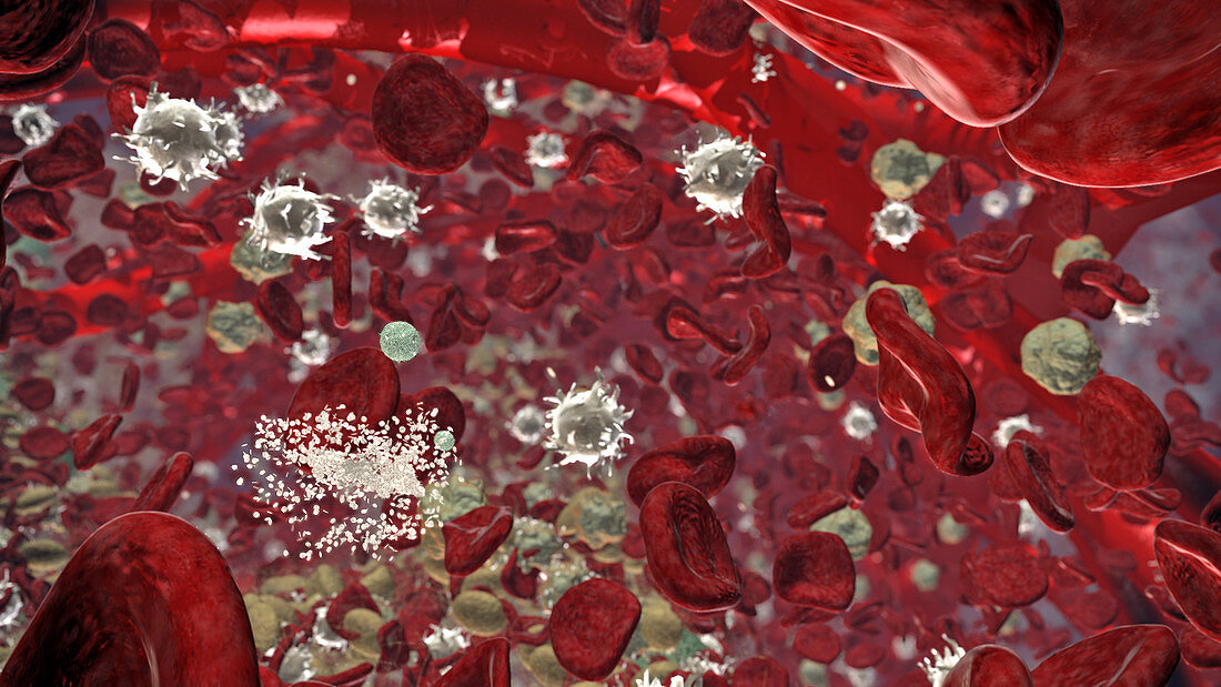 Formation of Platelets within Bone Marrow