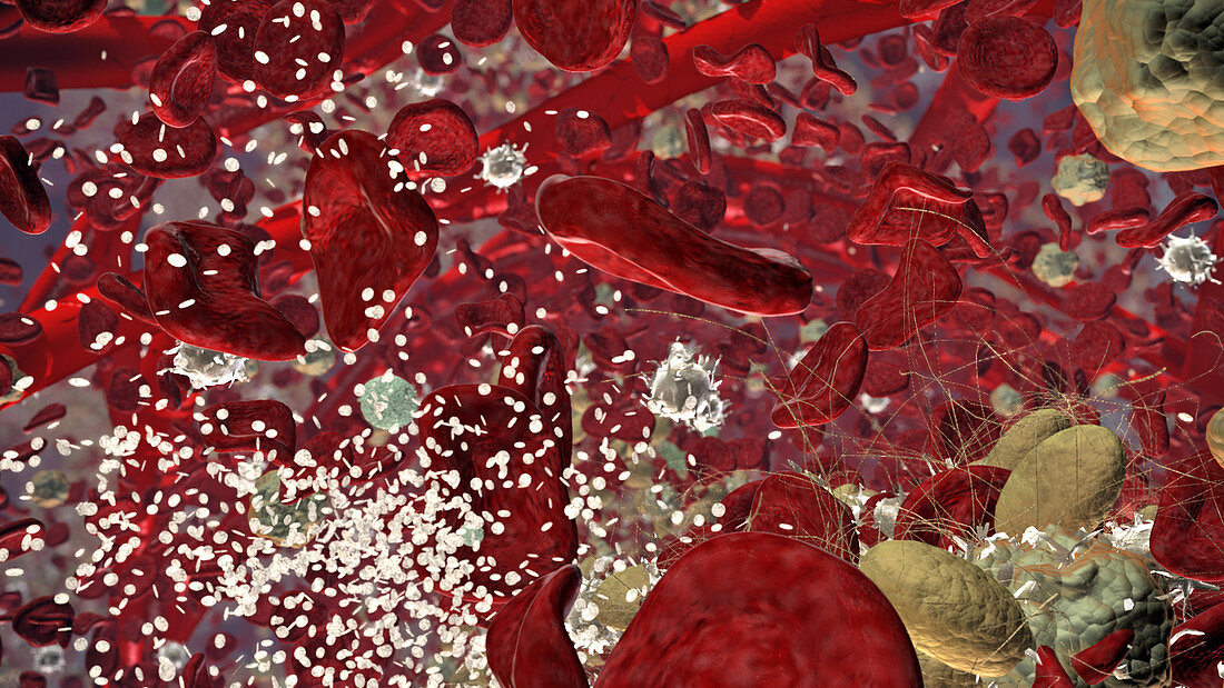 Red Blood Cells and Platelets