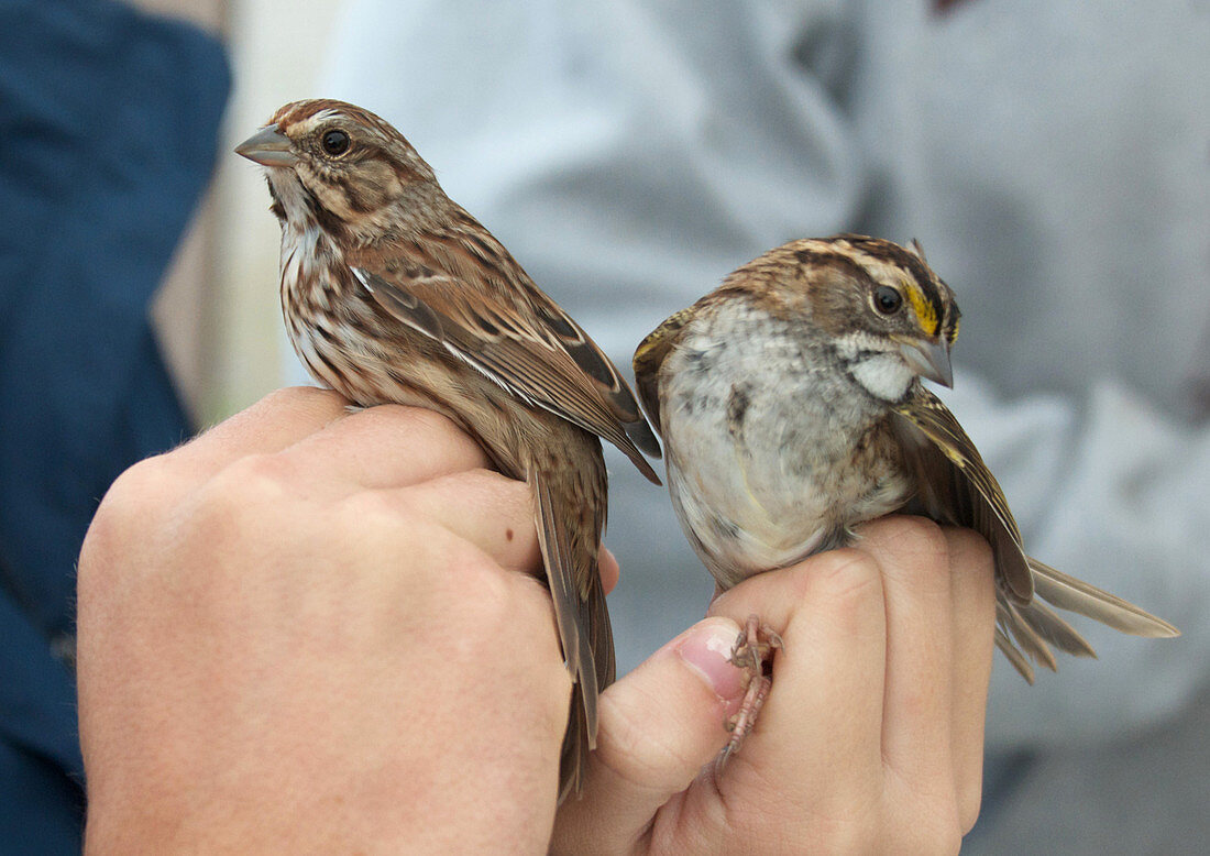 Two Different Sparrows