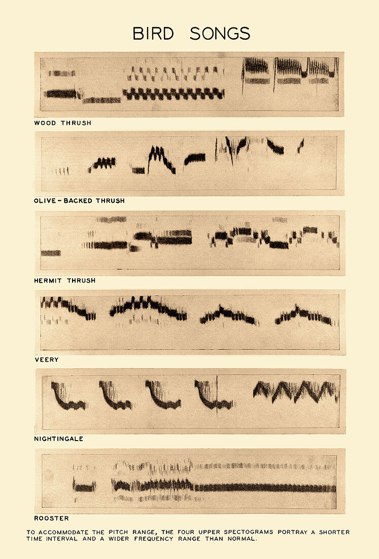 Spectrogram of Bird Songs