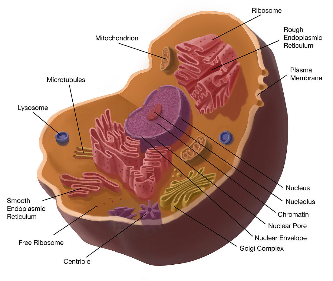 Animal Cell,illustration