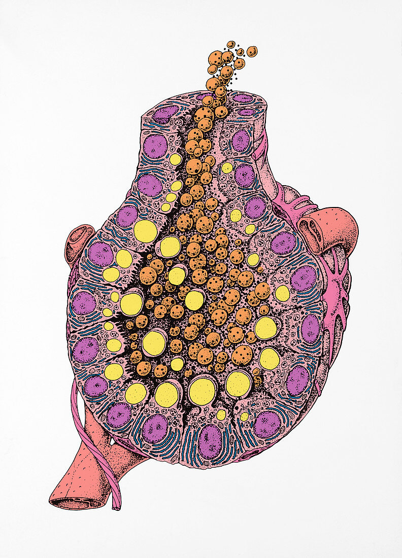 Mammary gland acinus,illustration