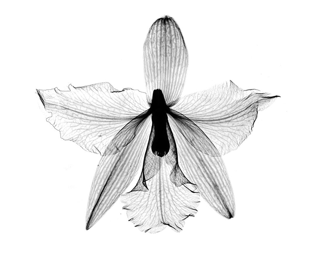 Orchid Flower X-ray