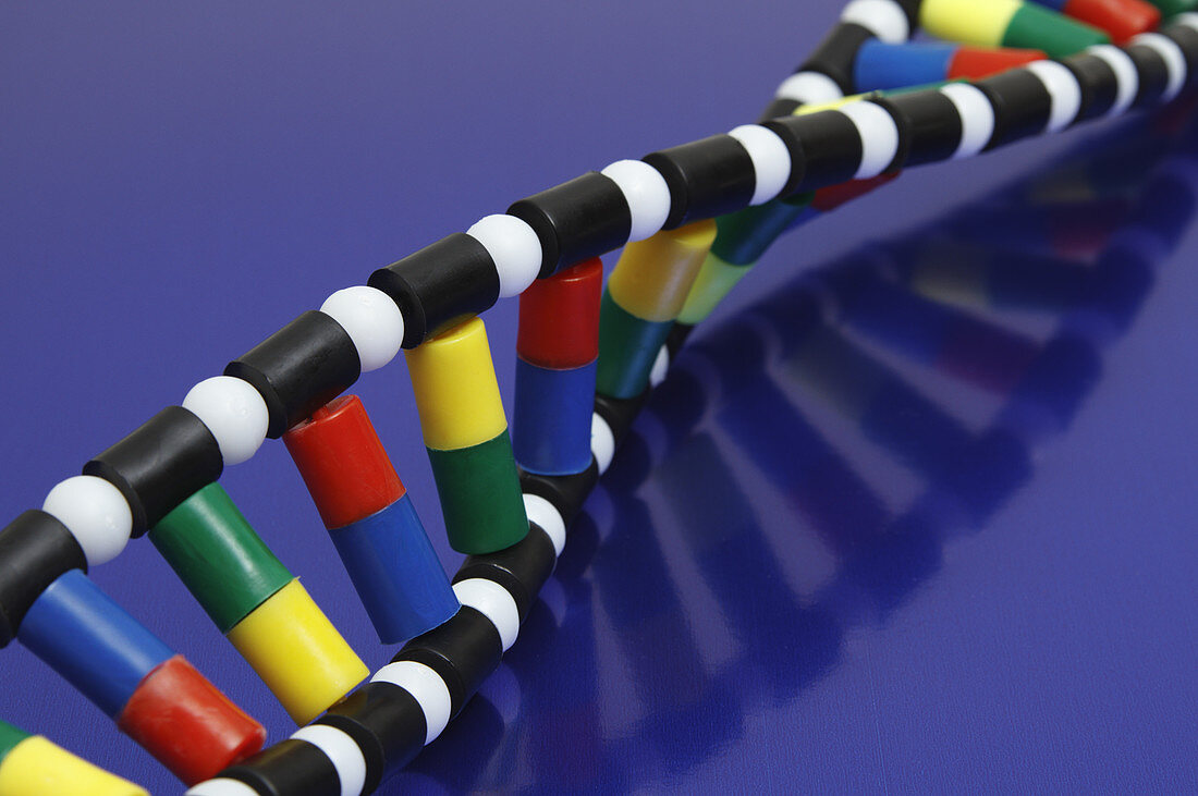 DNA Double Helix