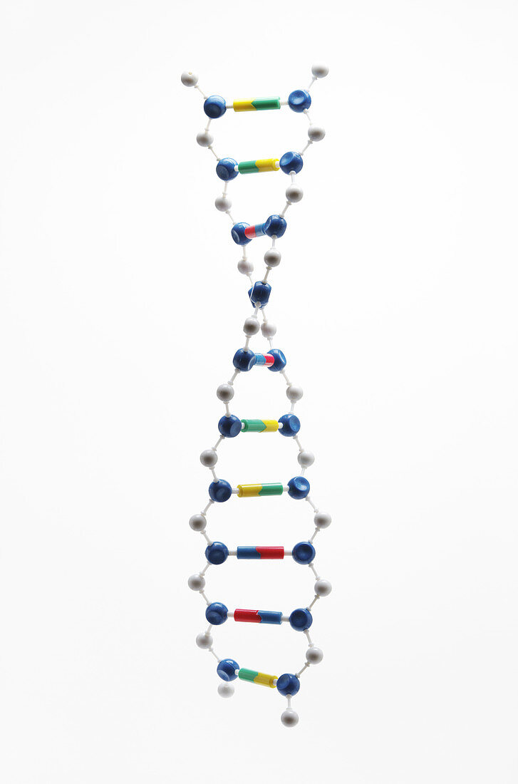 DNA Double Helix