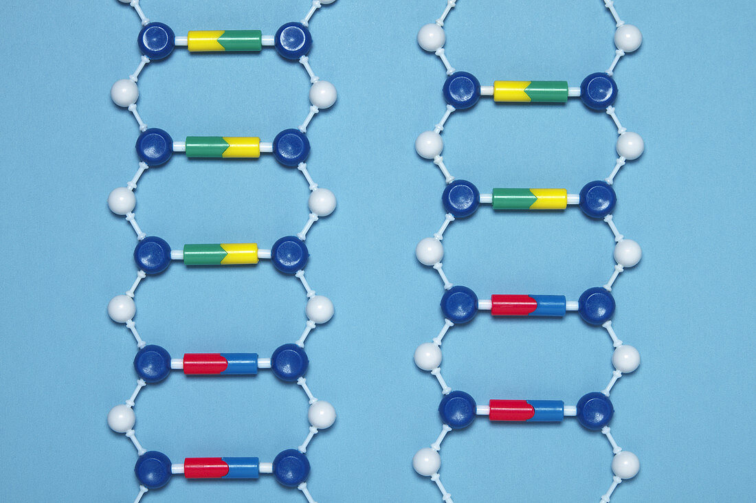 Deletion Mutation in DNA