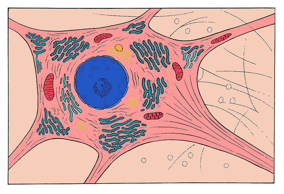 Nerve Cell,illustration