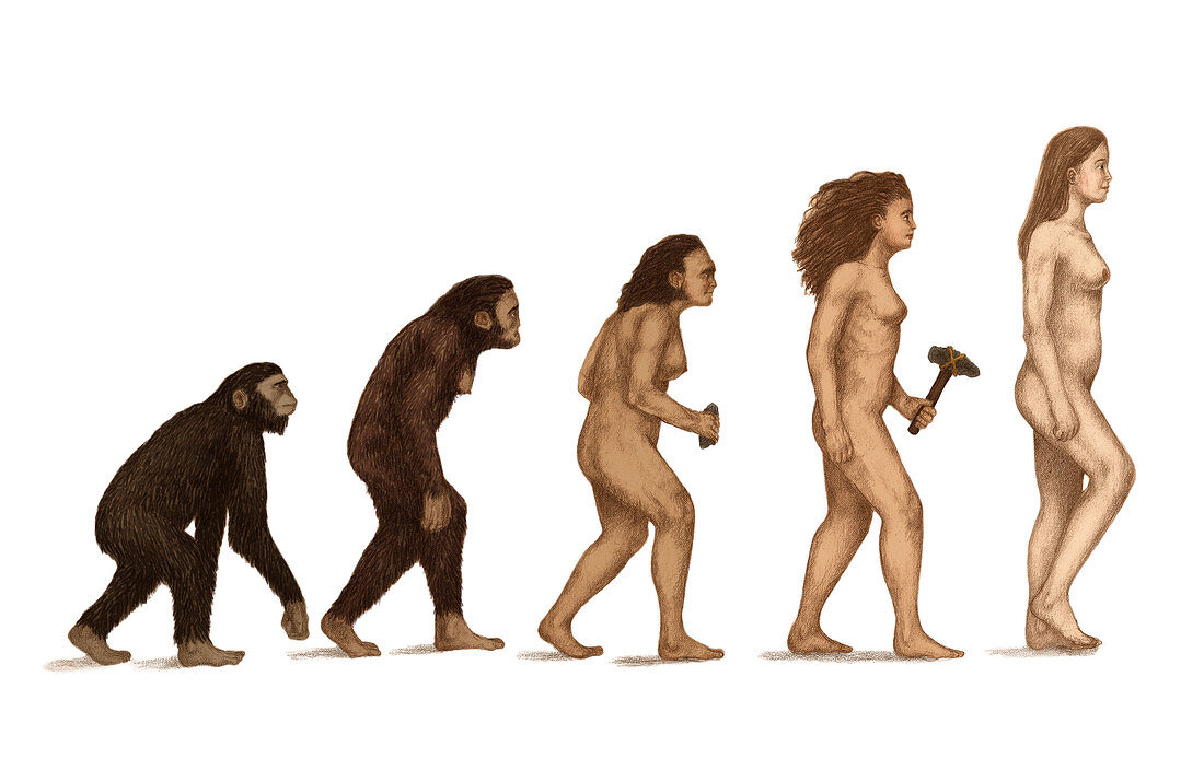 Human Evolution,illustration