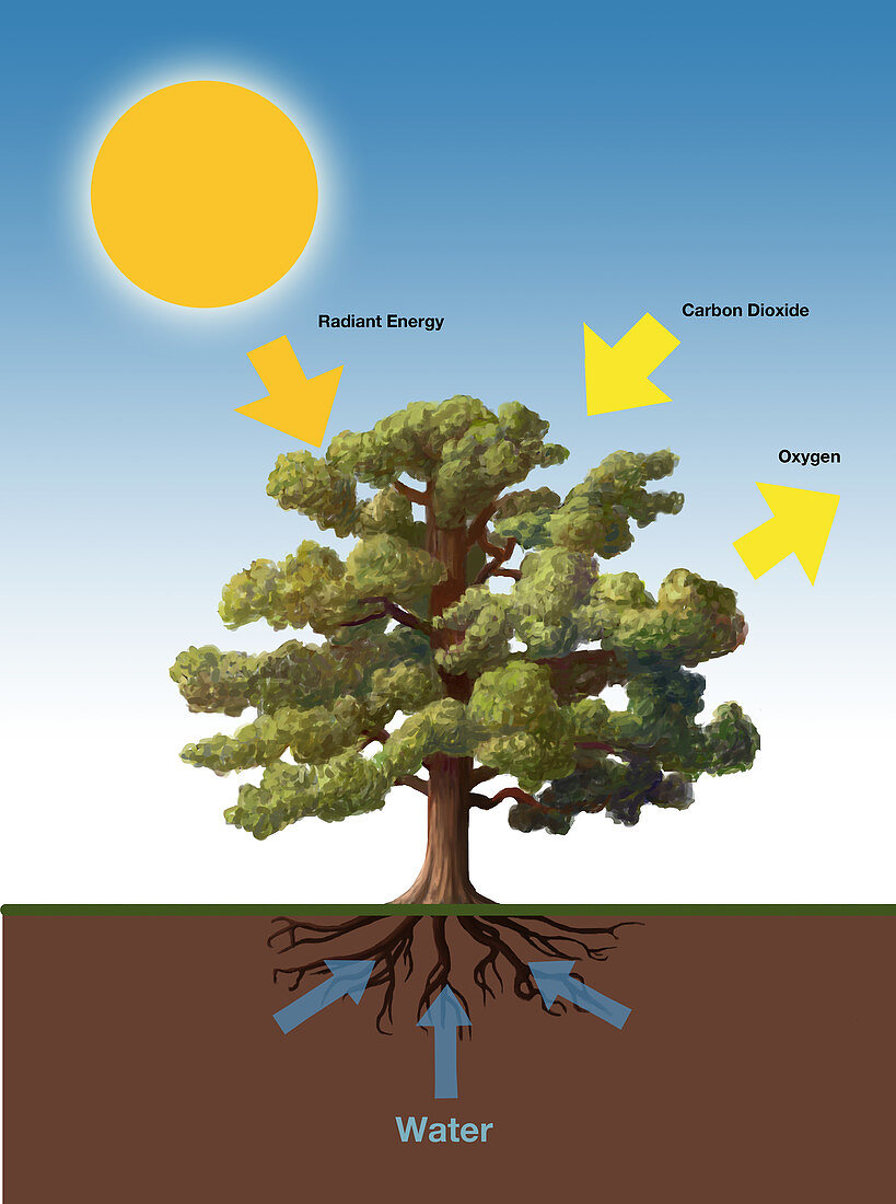 Photosynthesis,illustration