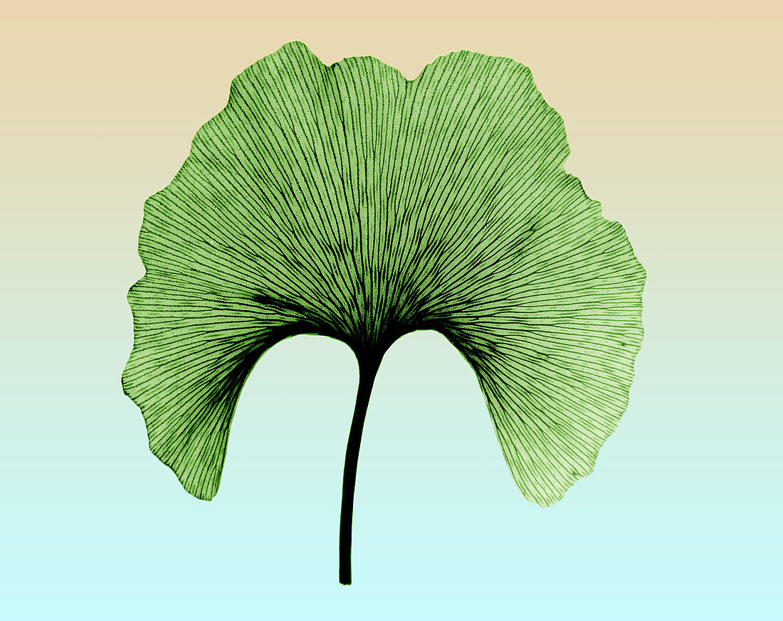 X-ray of Ginkgo leaf