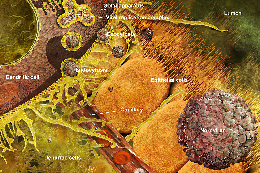 Norovirus Invading Dendritic Cell