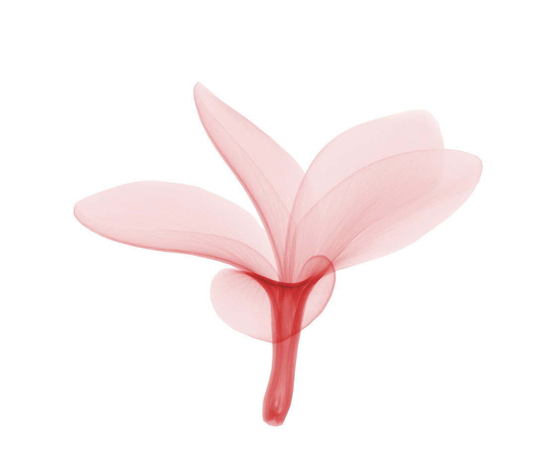 Fragipani (Plumeria) Flower,X-ray