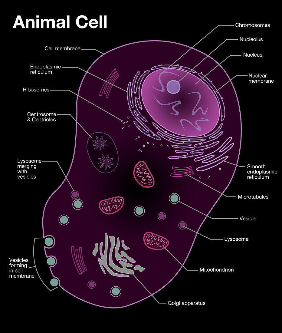 Animal Cell Diagram,illustration
