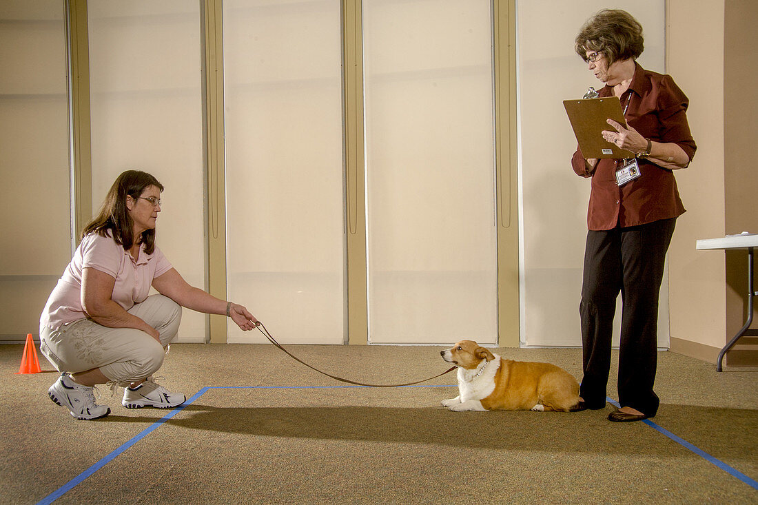 Dog Evaluation for Therapy Animal