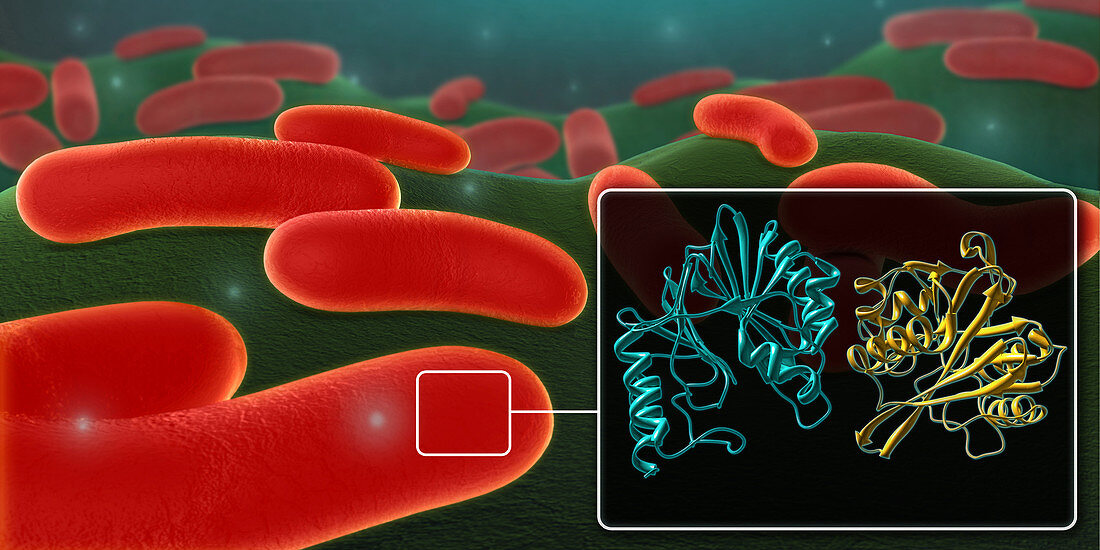 Enterobacteriaceae,illustration