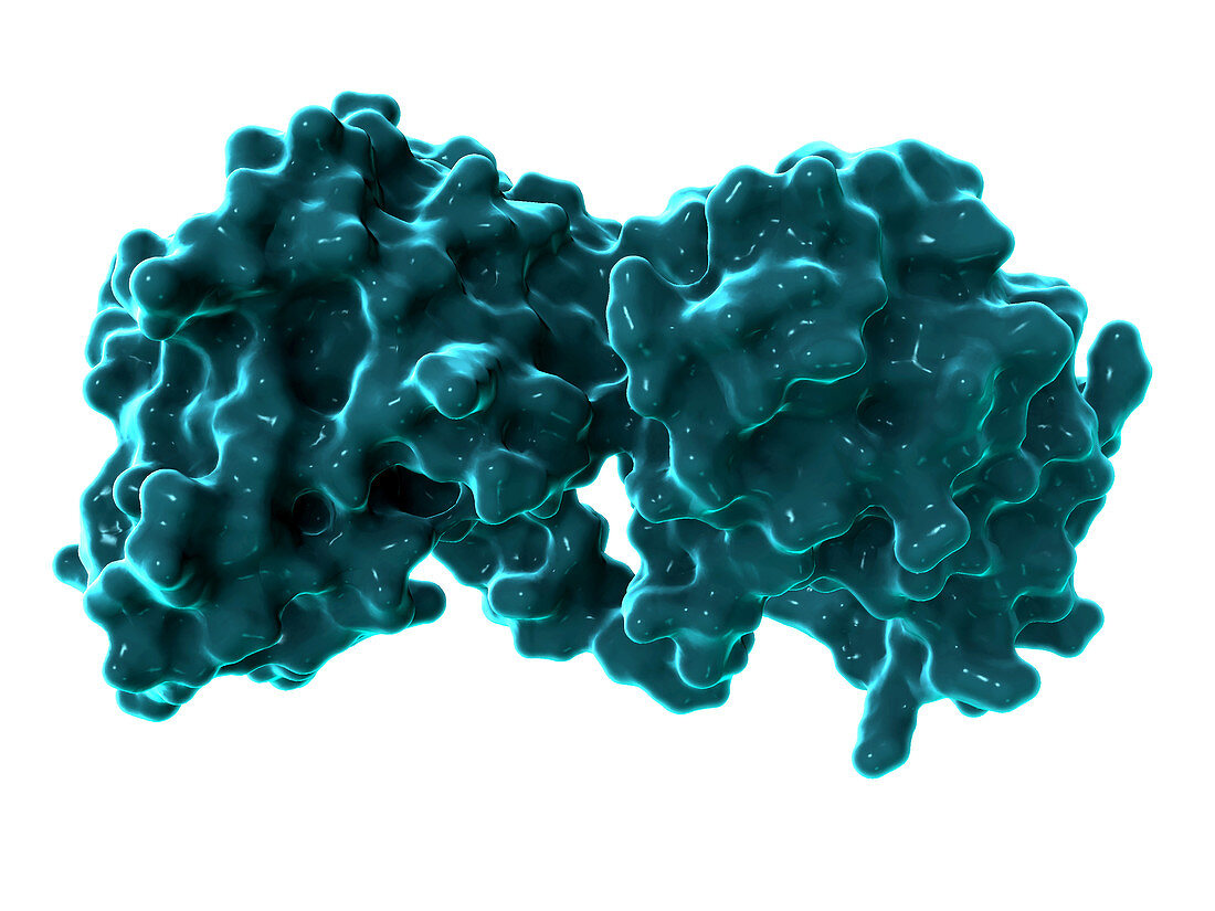 Metallo-beta-lactamase-1,illustration