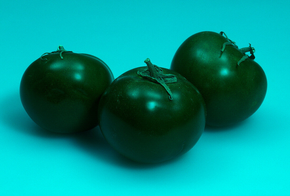 Tomatoes in Cyan Light