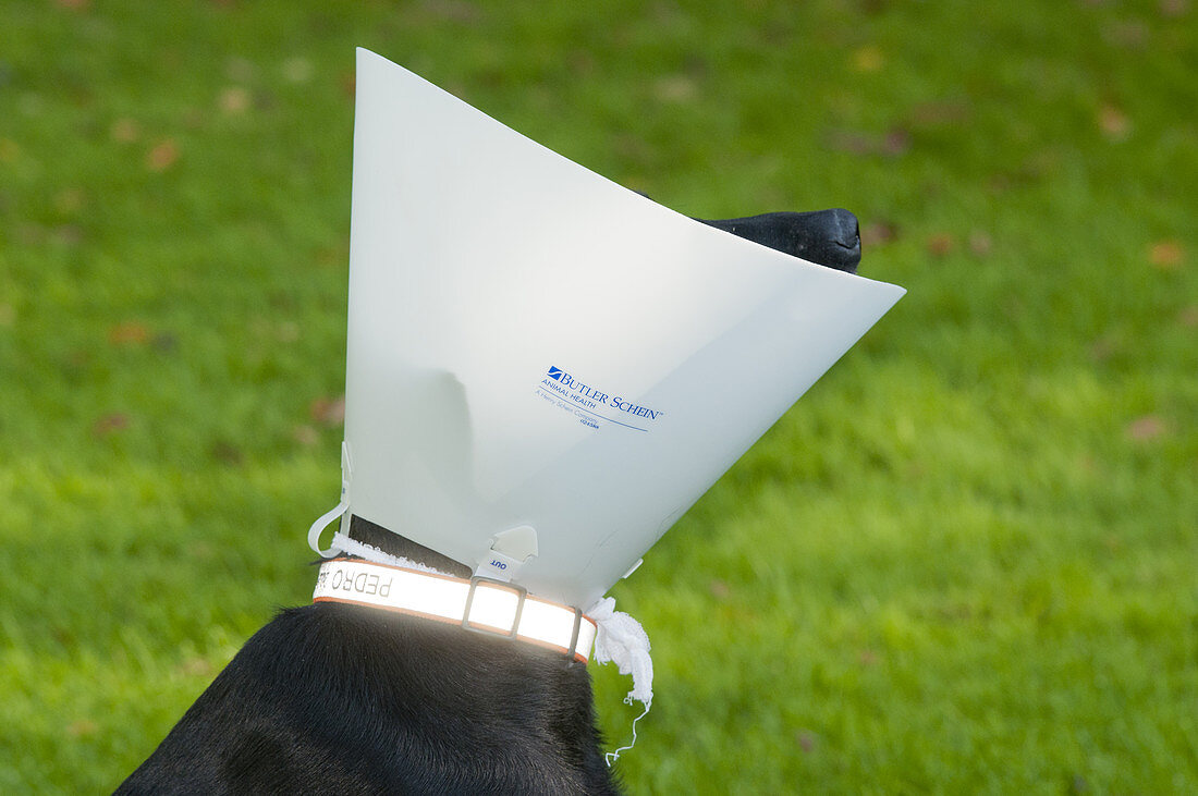 Black Labrador with Elizabethan Collar