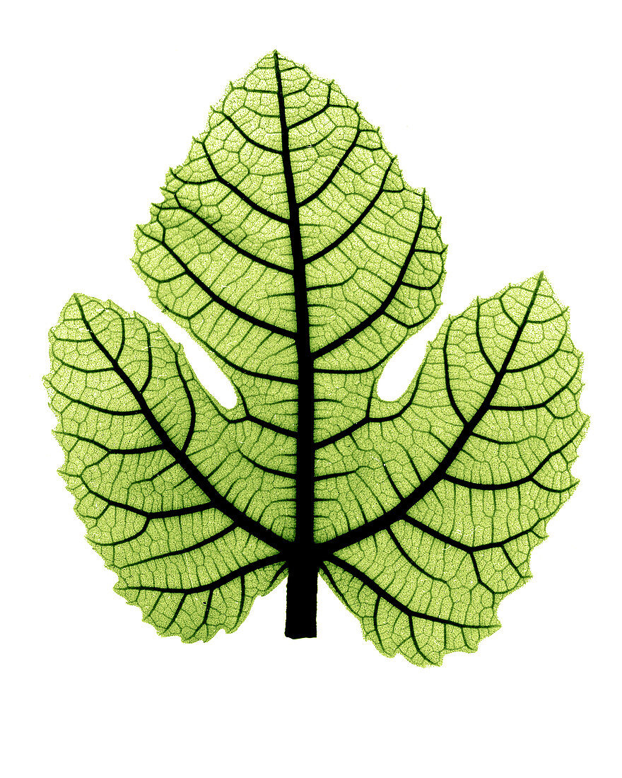 X-ray of fig leaf