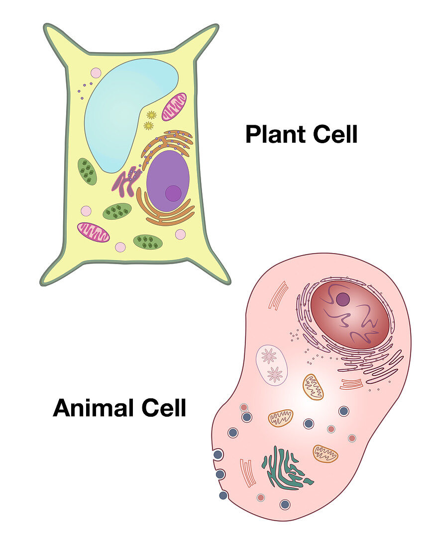 Plant Cell and Animal Cell,illustration