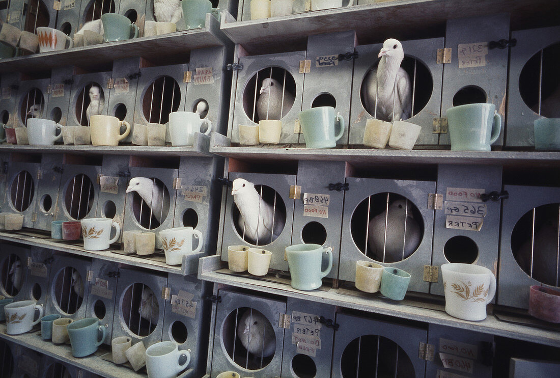 Pigeons in B.F. Skinner's lab