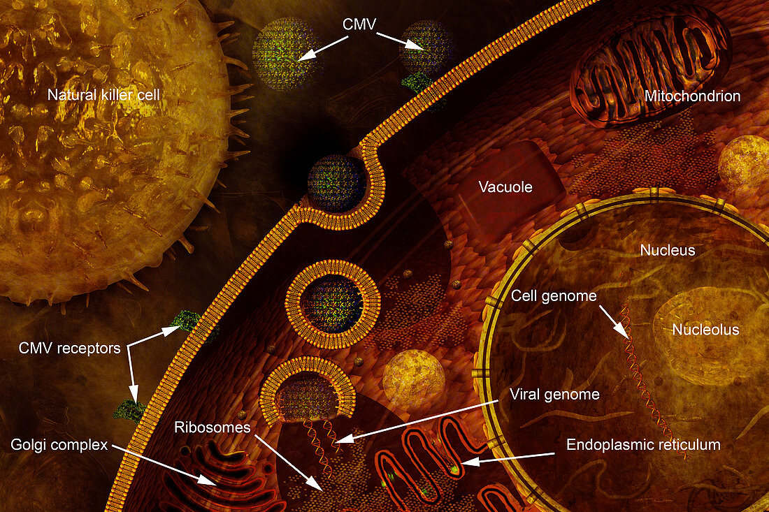 Cytomegalovirus,illustration