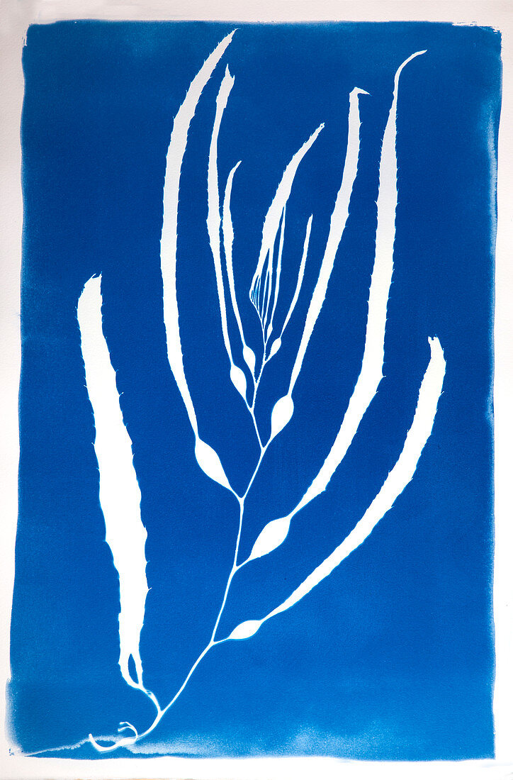 Cyanotype Print of Kelp Seaweed