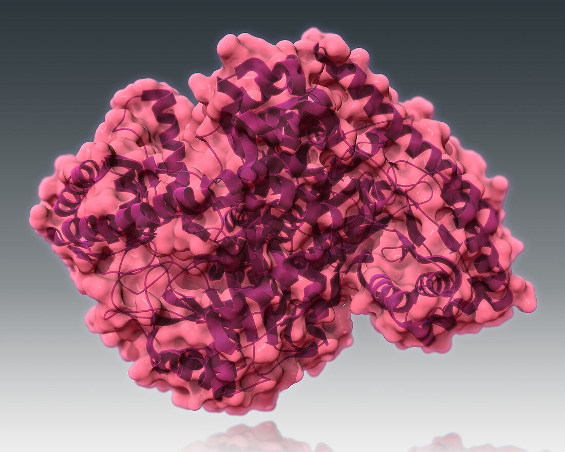 Transaminase Molecule,illustration