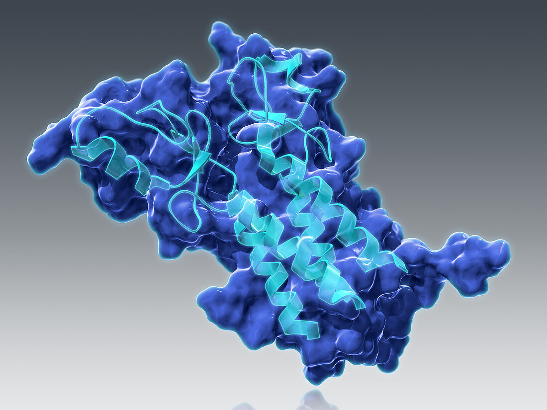 BRCA1,Molecular Model,illustration