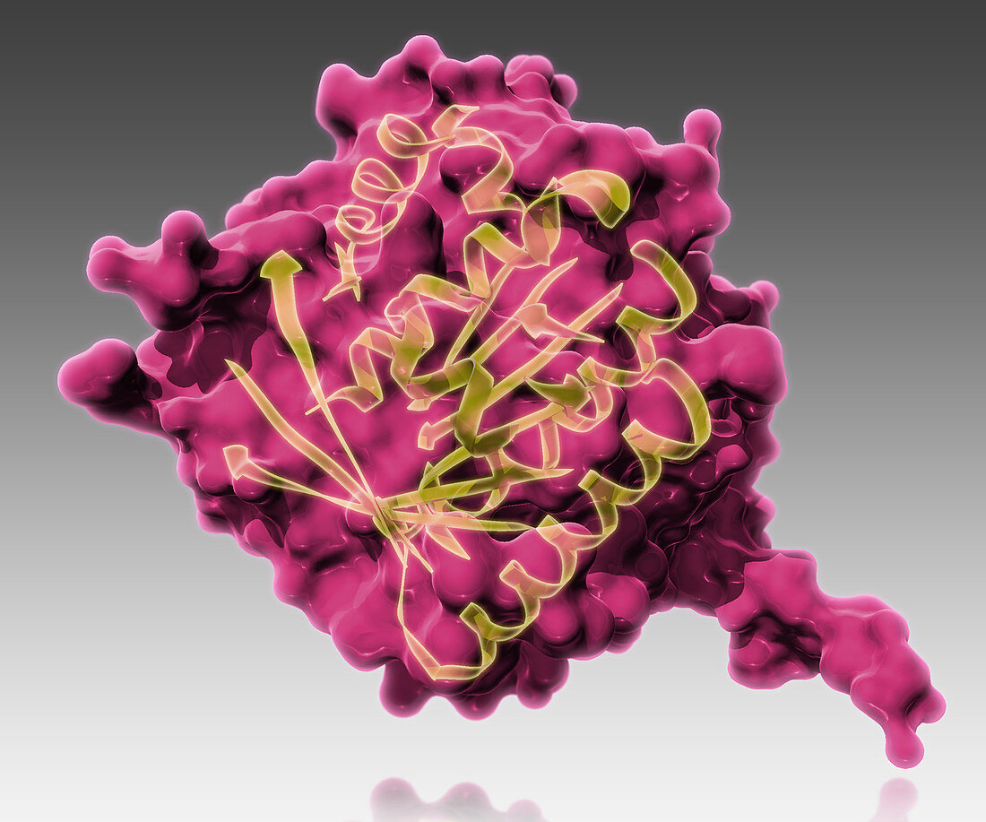 BRCA2,Molecular Model,illustration